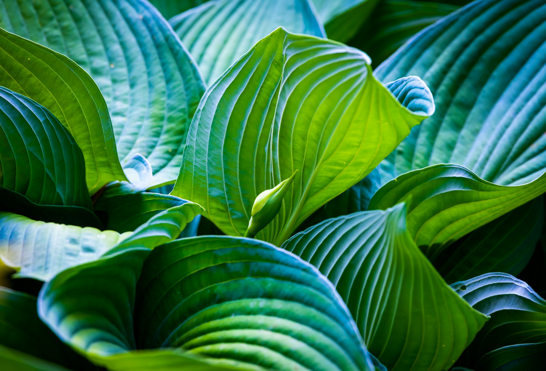 Lush garden greenery in the Good Ground landscaping website concept